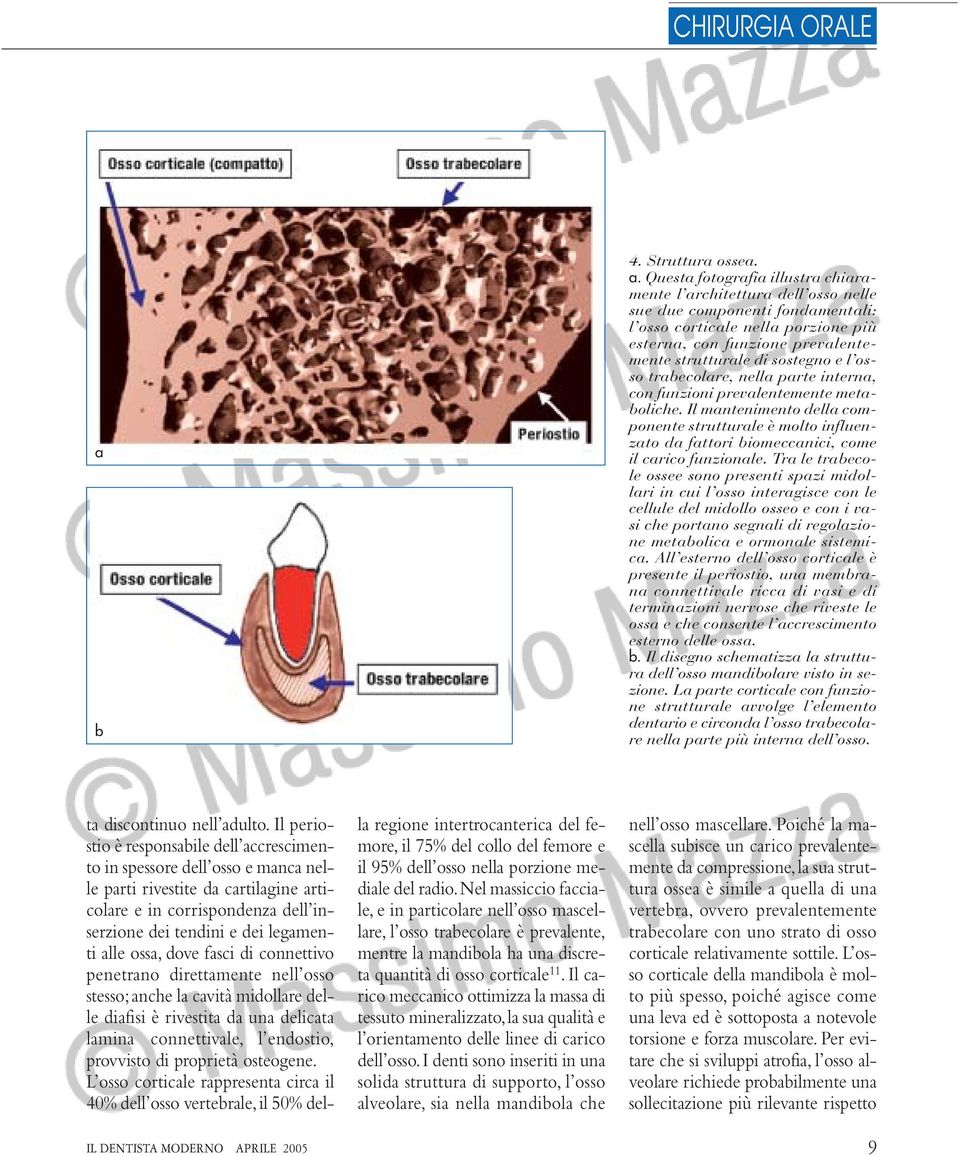 sostegno e l osso trabecolare, nella parte interna, con funzioni prevalentemente metaboliche.