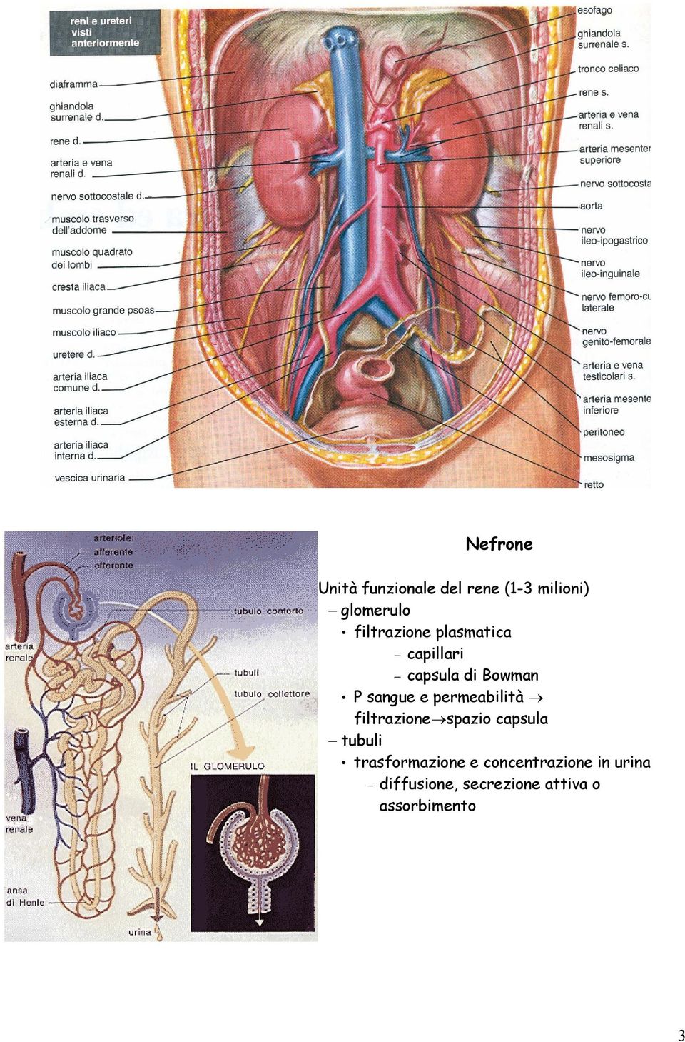 permeabilità filtrazione spazio capsula tubuli trasformazione e