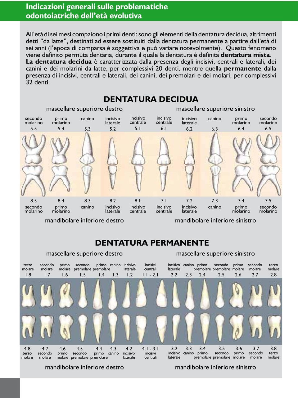 Questo fenomeno viene definito permuta dentaria, durante il quale la dentatura è definita dentatura mista.