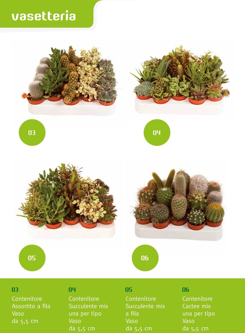 una per tipo da 5,5 cm Contenitore Succulente mix a