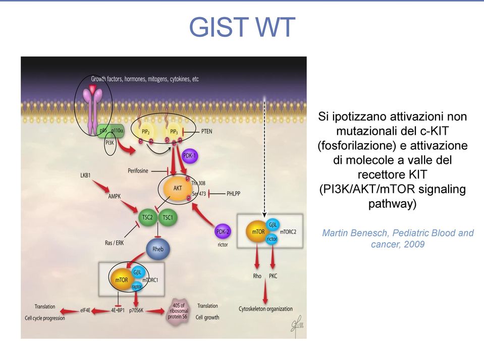 a valle del recettore KIT (PI3K/AKT/mTOR signaling