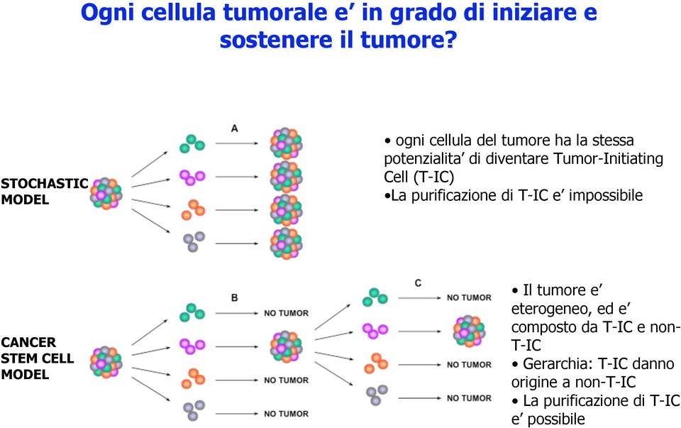 Tumor-Initiating Cell (T-IC) La purificazione di T-IC e impossibile CANCER STEM CELL MODEL Il