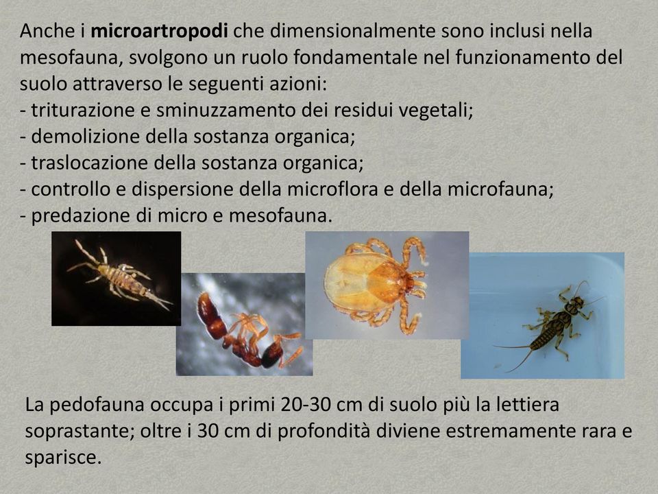 traslocazione della sostanza organica; - controllo e dispersione della microflora e della microfauna; - predazione di micro e