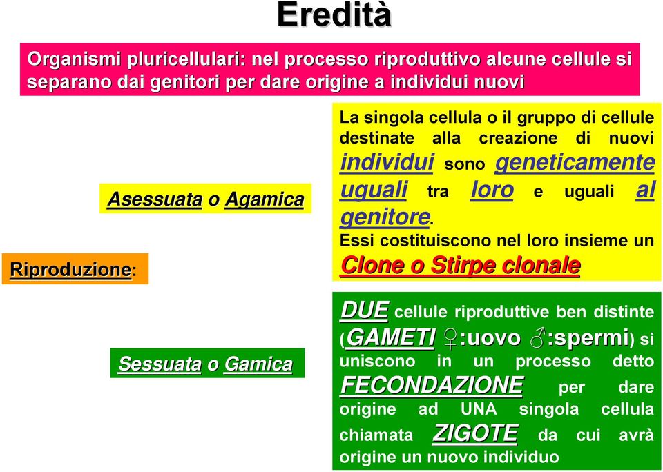 geneticamente uguali tra loro e uguali al genitore.