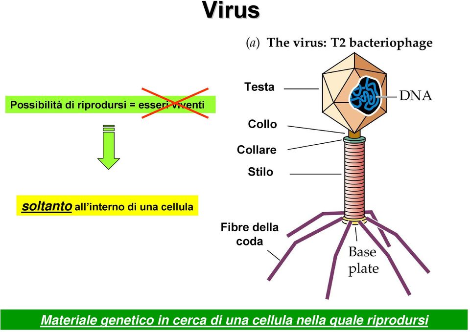 di una cellula Fibre della coda Materiale