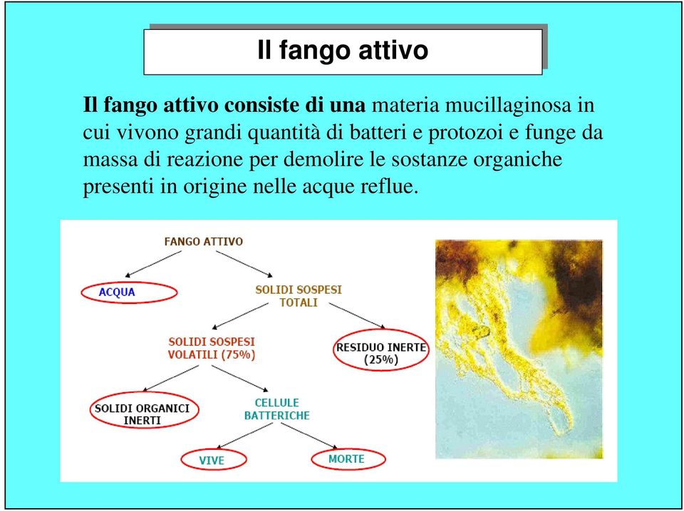 batteri e protozoi e funge da massa di reazione per demolire