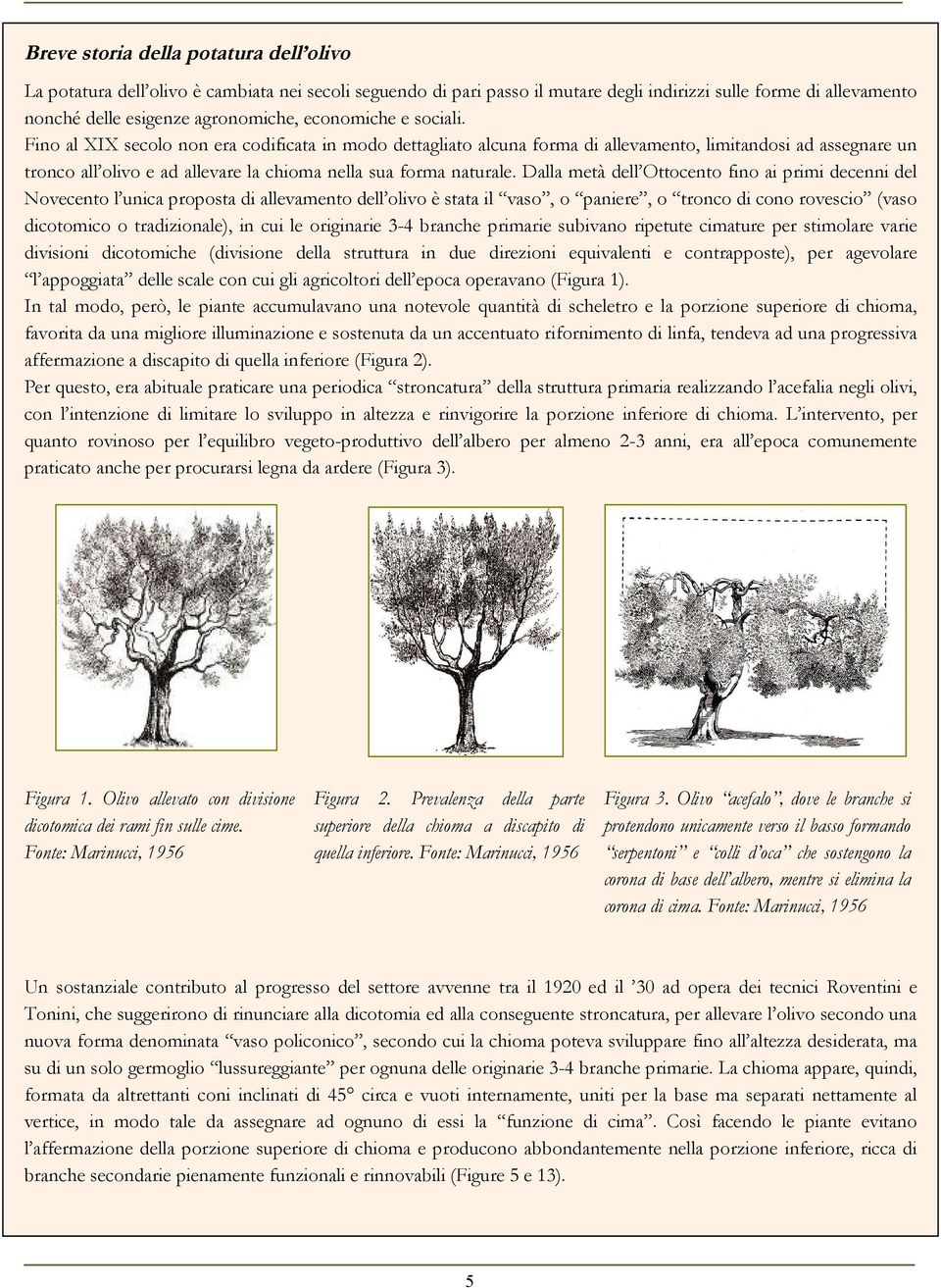 Fino al XIX secolo non era codificata in modo dettagliato alcuna forma di allevamento, limitandosi ad assegnare un tronco all olivo e ad allevare la chioma nella sua forma naturale.