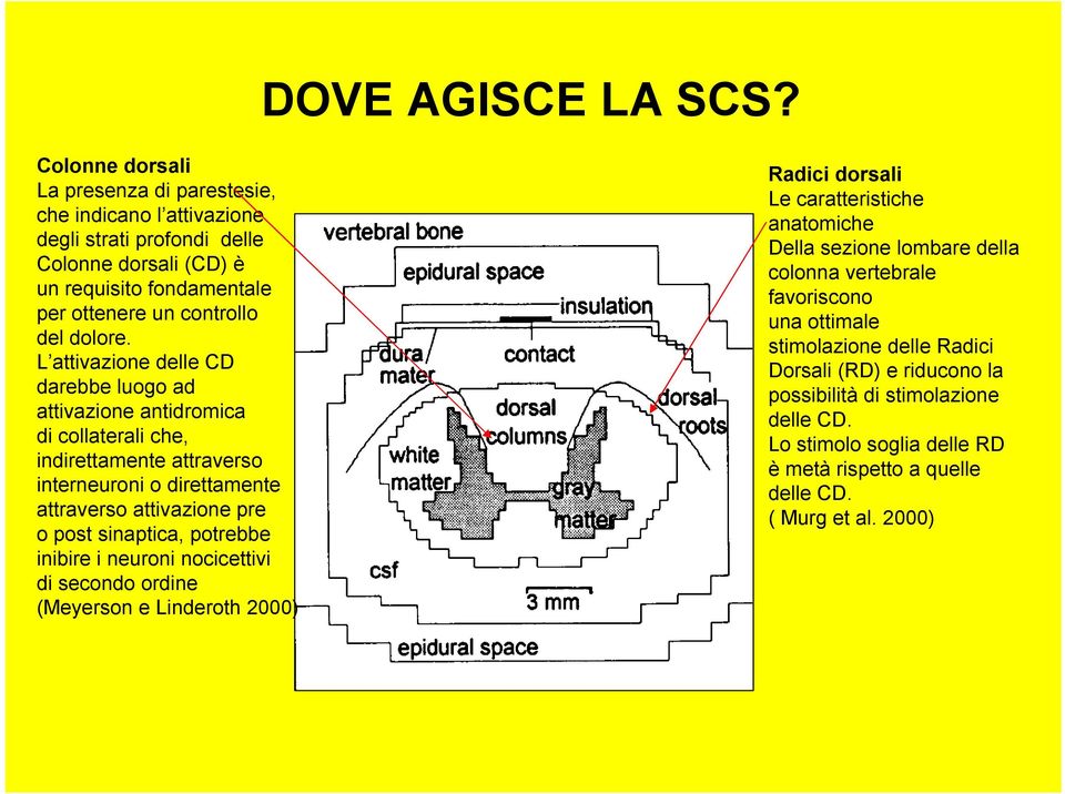 L attivazione delle CD darebbe luogo ad attivazione antidromica di collaterali che, indirettamente attraverso interneuroni o direttamente attraverso attivazione pre o post sinaptica,