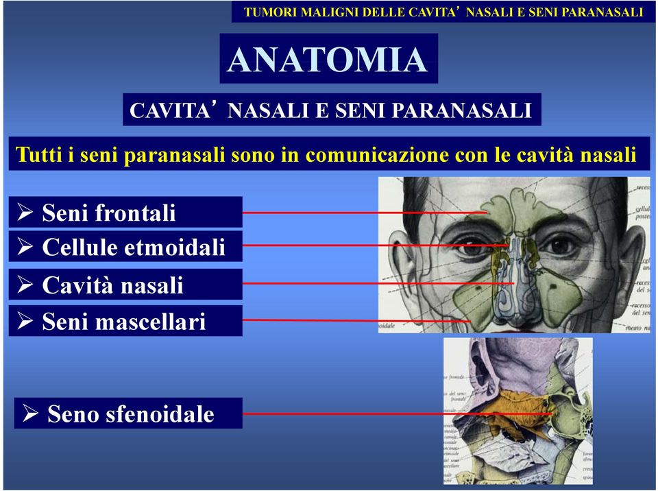 paranasali sono in comunicazione con le cavità nasali Seni