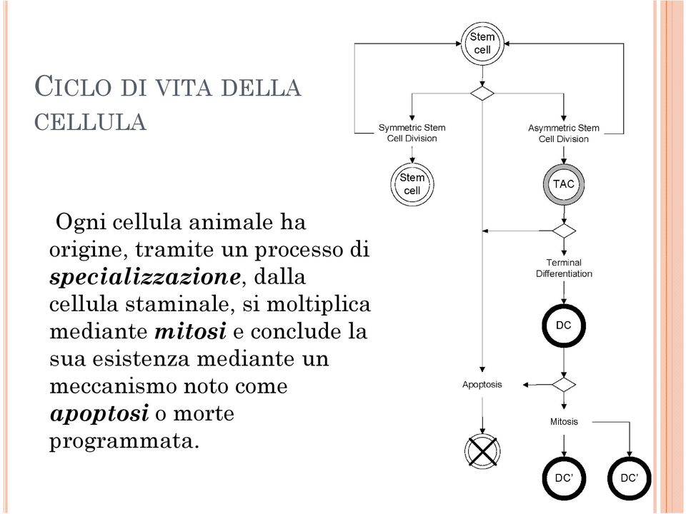 staminale, si moltiplica mediante mitosi e conclude la sua