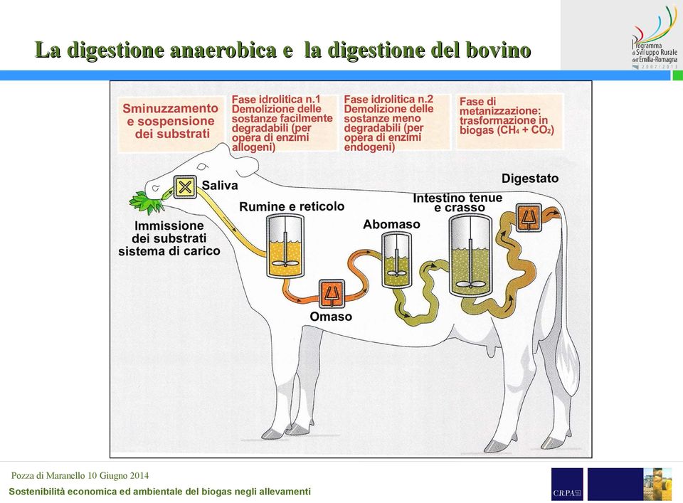 anaerobica e