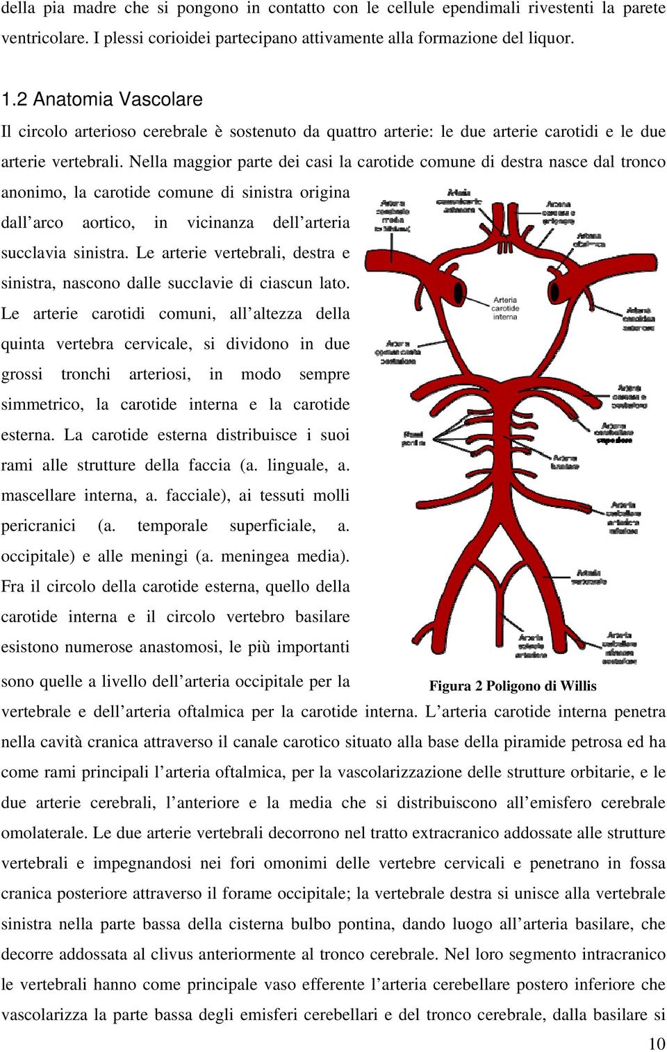 Nella maggior parte dei casi la carotide comune di destra nasce dal tronco anonimo, la carotide comune di sinistra origina dall arco aortico, in vicinanza dell arteria succlavia sinistra.
