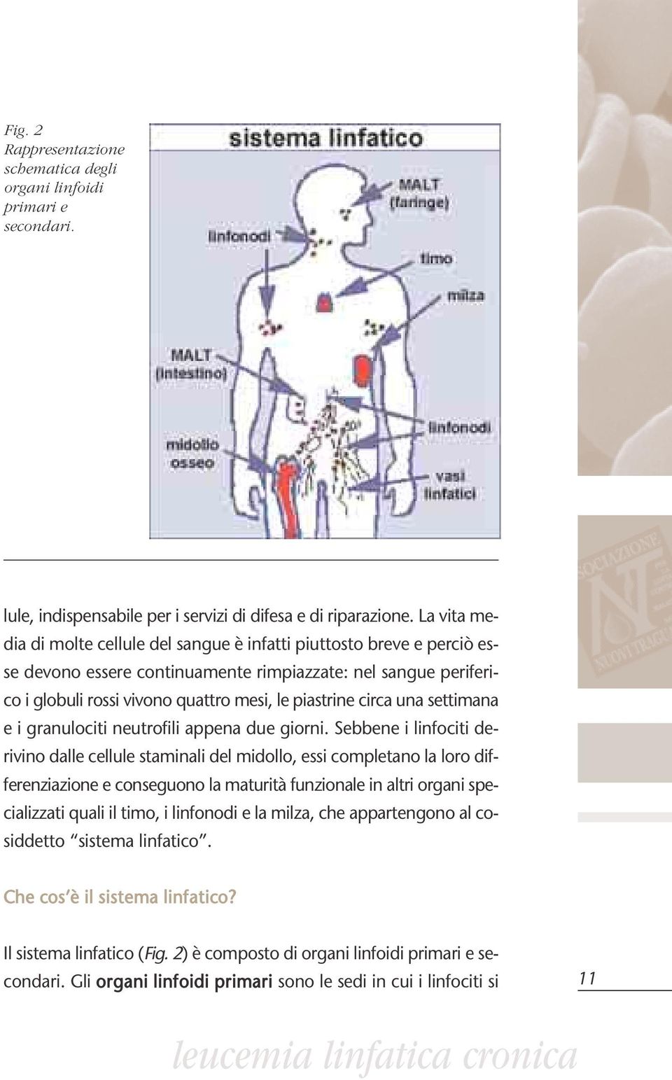 circa una settimana e i granulociti neutrofili appena due giorni.