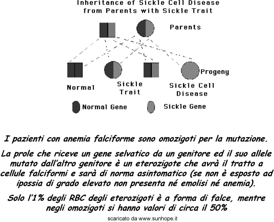 eterozigote che avrà il tratto a cellule falciformi e sarà di norma asintomatico (se non è esposto ad ipossia