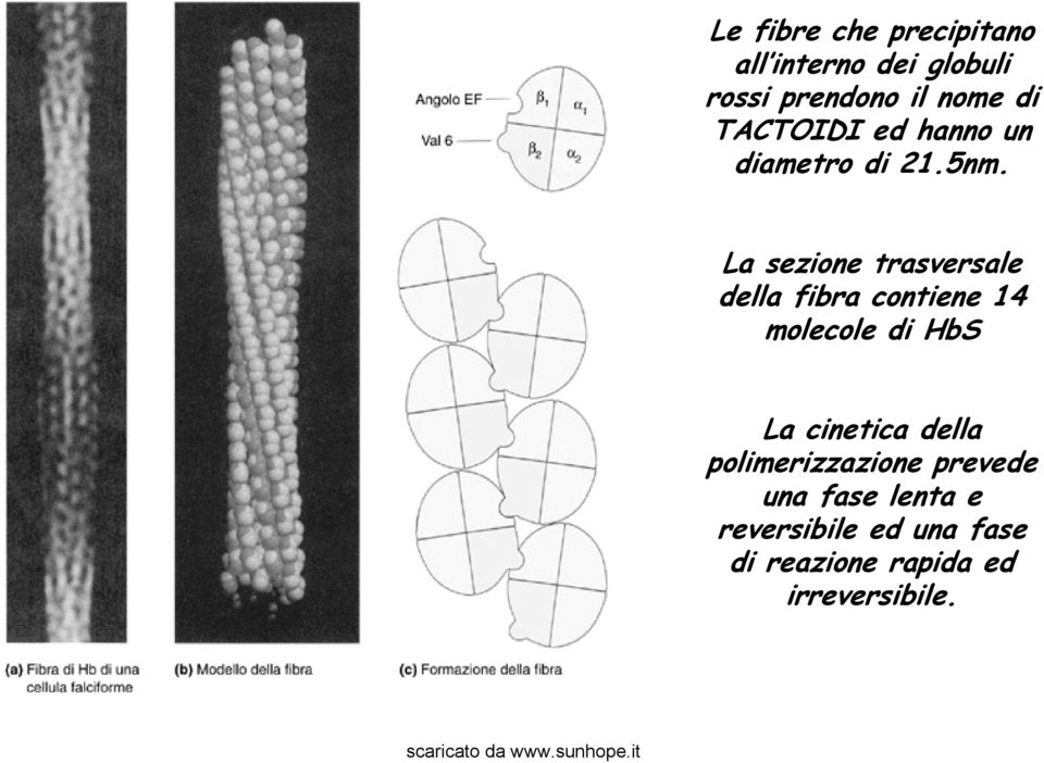 La sezione trasversale della fibra contiene 14 molecole di HbS La cinetica