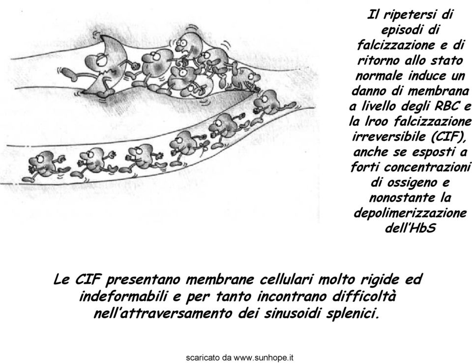 concentrazioni di ossigeno e nonostante la depolimerizzazione dell HbS Le CIF presentano membrane