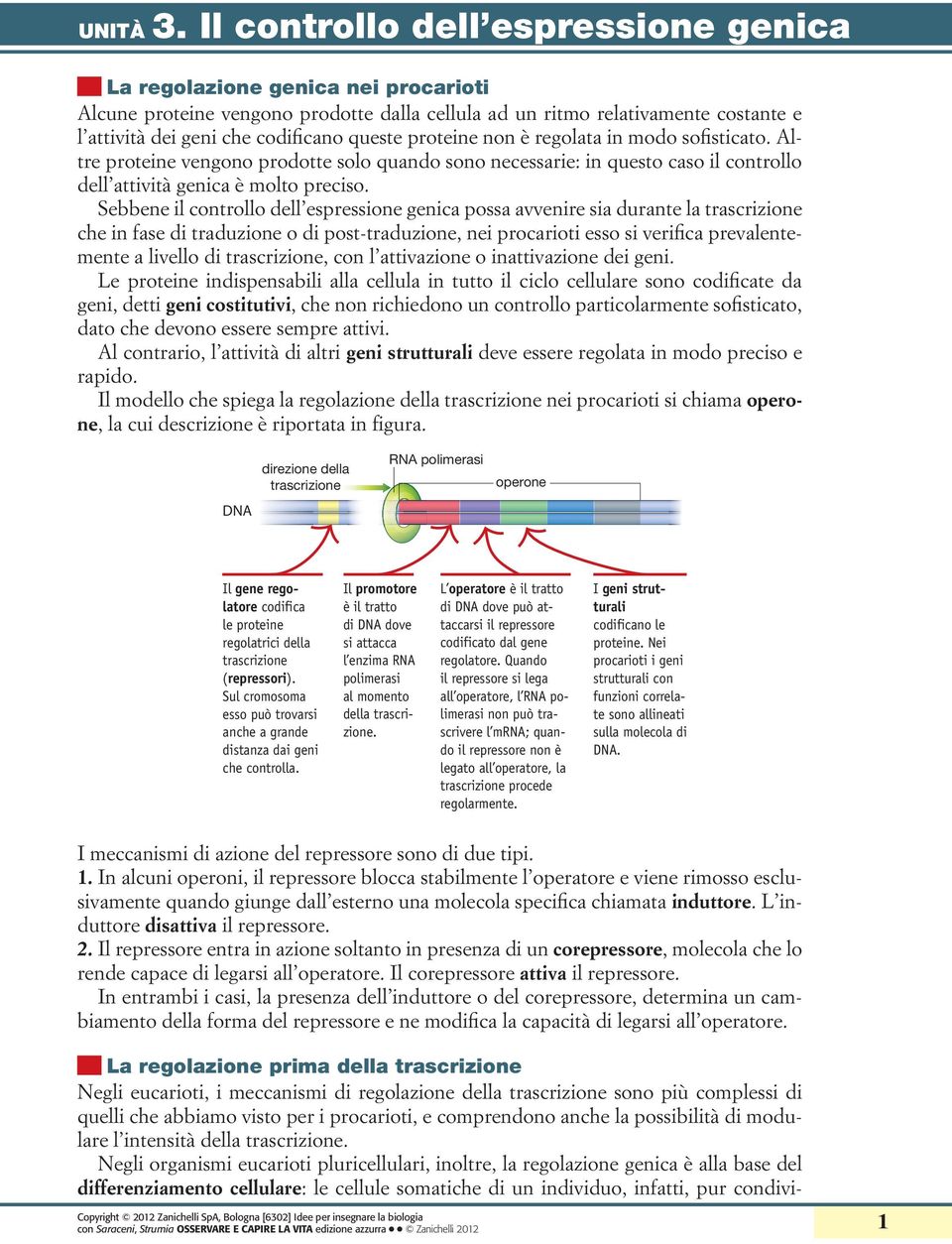 Sebbene il controllo dell espressione genica possa avvenire sia durante la che in fase di traduzione o di post-traduzione, nei procarioti esso si verifica prevalentemente a livello di, con l