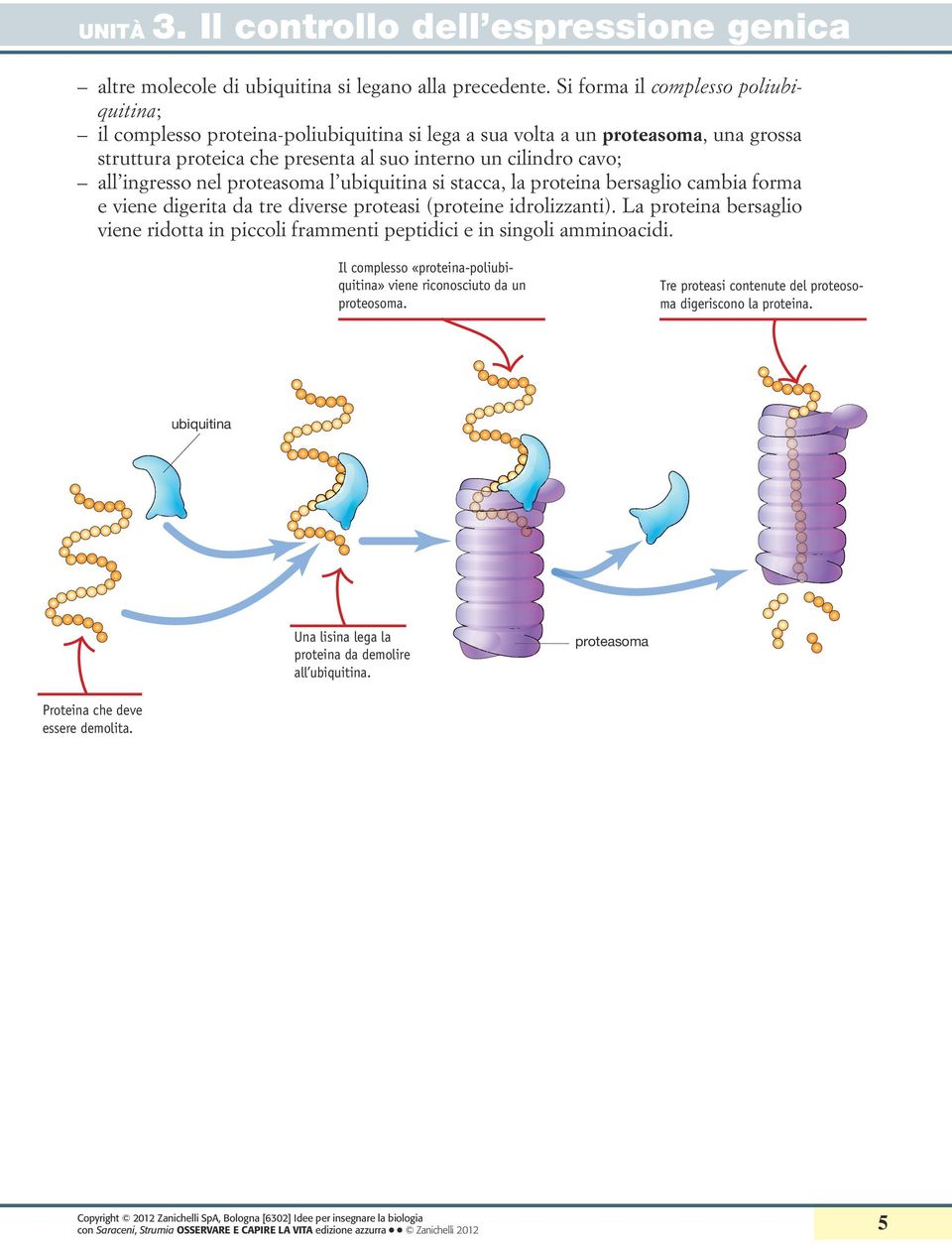 ingresso nel proteasoma l ubiquitina si stacca, la bersaglio cambia forma e viene digerita da tre diverse proteasi (proteine idrolizzanti).