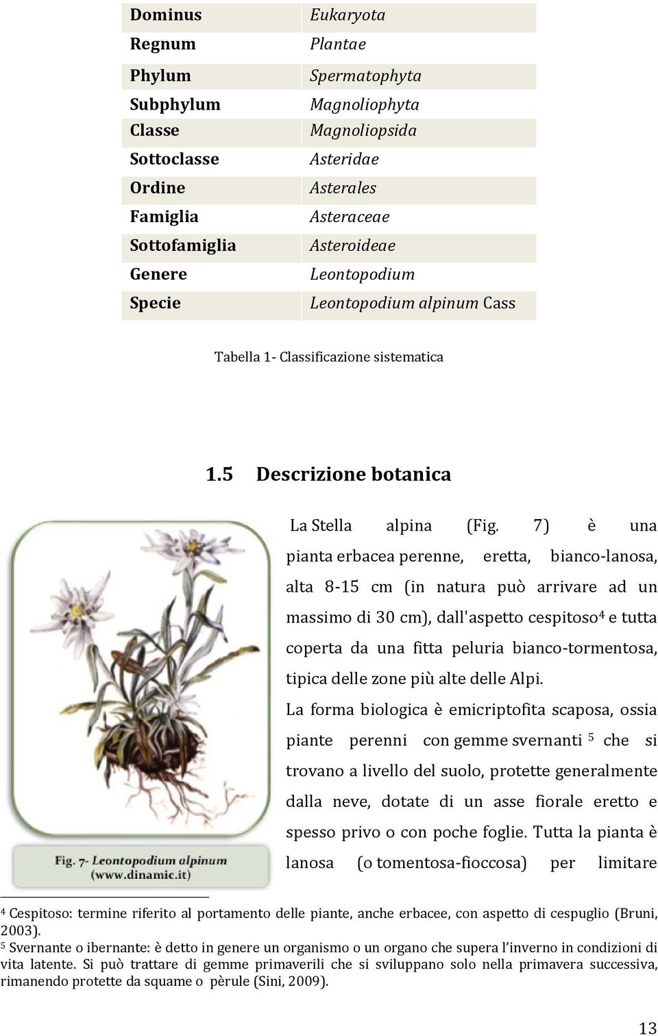 7) è una pianta erbacea perenne, eretta, bianco-lanosa, alta 8-15 cm (in natura può arrivare ad un massimo di 30 cm), dall'aspetto cespitoso 4 e tutta coperta da una fitta peluria bianco-tormentosa,