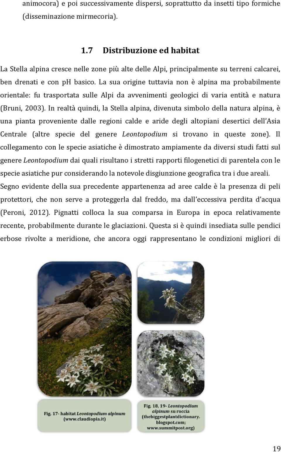 La sua origine tuttavia non è alpina ma probabilmente orientale: fu trasportata sulle Alpi da avvenimenti geologici di varia entità e natura (Bruni, 2003).