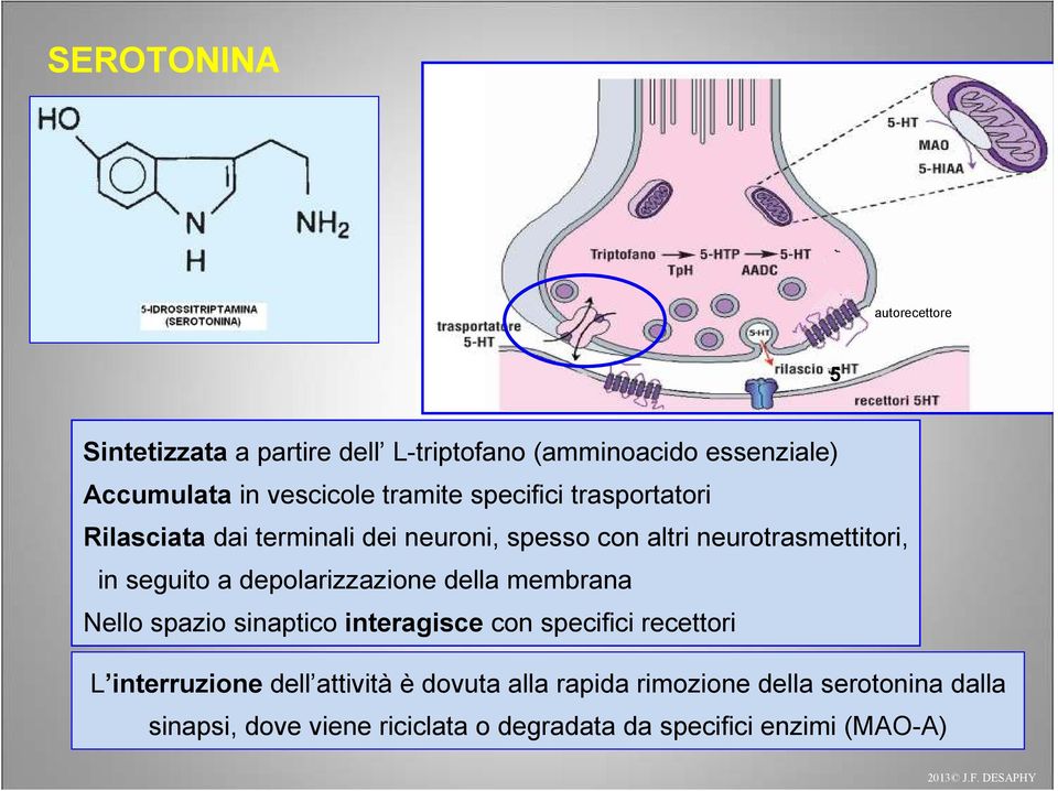 depolarizzazione della membrana Nello spazio sinaptico interagisce con specifici recettori L interruzione dell attività è