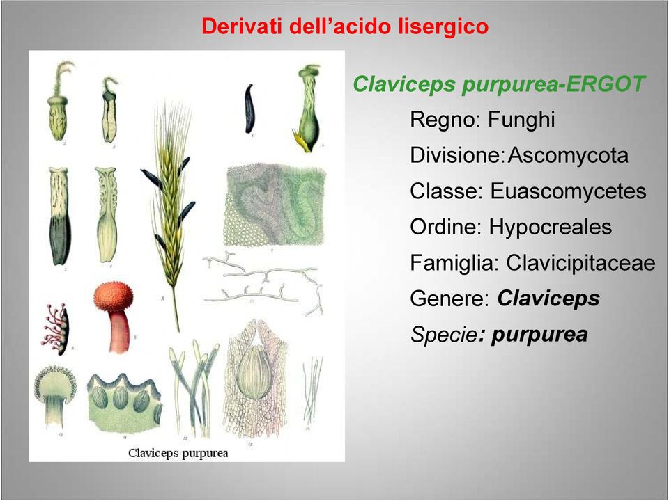 Divisione:Ascomycota Classe: Euascomycetes