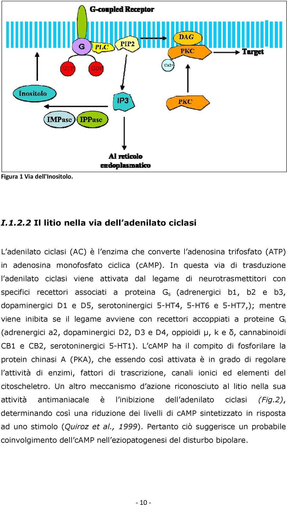 serotoninergici 5-HT4, 5-HT6 e 5-HT7,); mentre viene inibita se il legame avviene con recettori accoppiati a proteine G i (adrenergici a2, dopaminergici D2, D3 e D4, oppioidi µ, k e δ, cannabinoidi