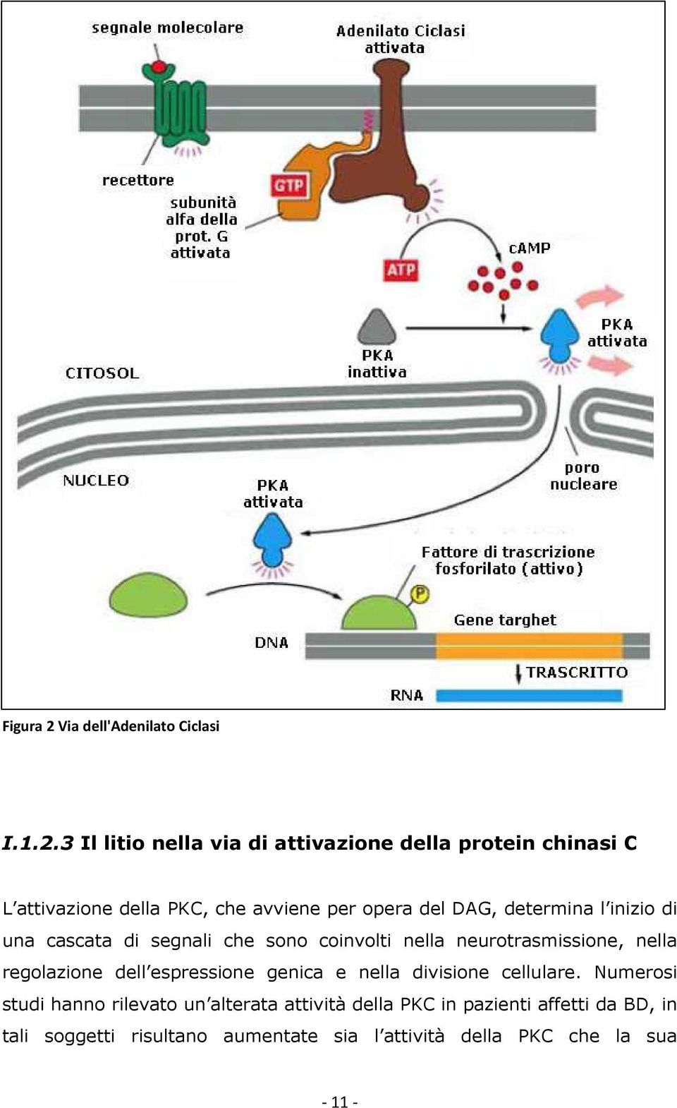 3 Il litio nella via di attivazione della protein chinasi C L attivazione della PKC, che avviene per opera del DAG,