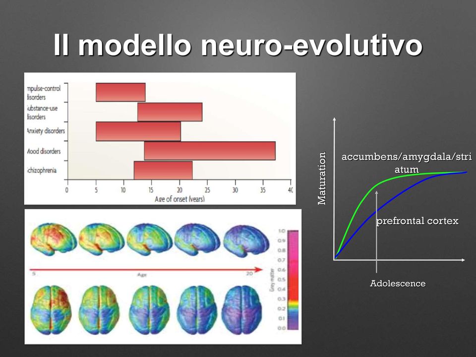 accumbens/amygdala/stri