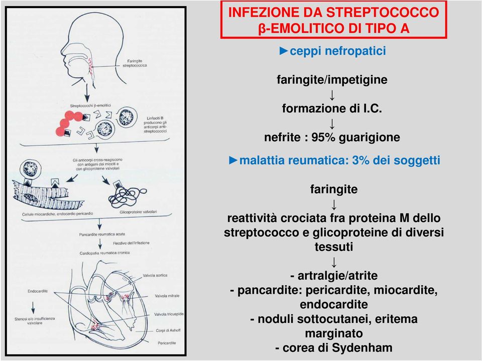 nefrite : 95% guarigione malattia reumatica: 3% dei soggetti faringite reattività crociata fra