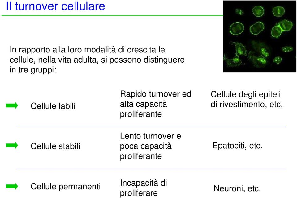 proliferante Cellule degli epiteli di rivestimento, etc.