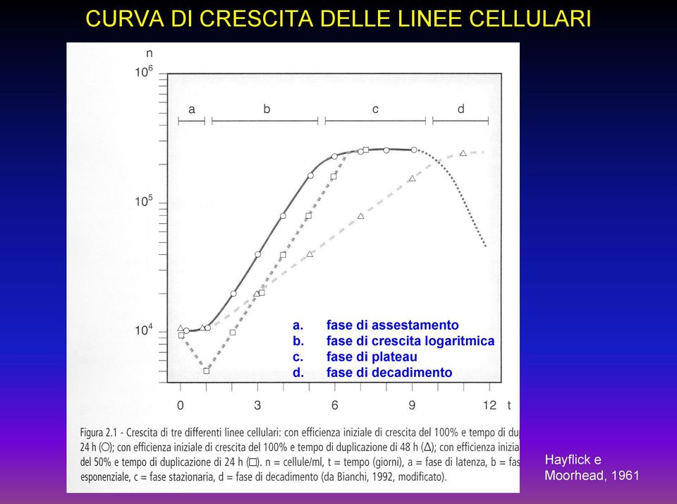 fase di crescita logaritmica c.