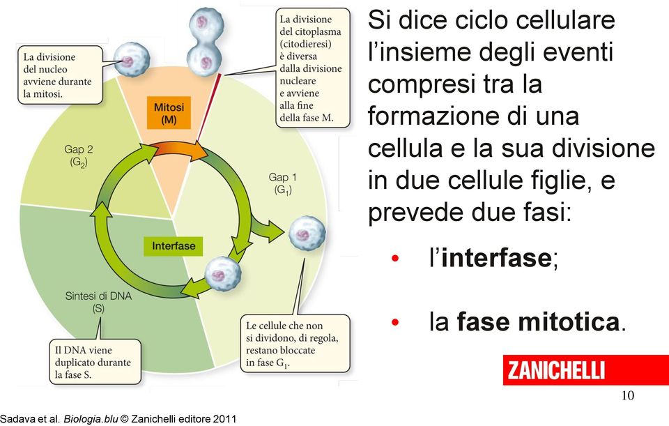 cellule figlie, e prevede due fasi: l interfase; la fase