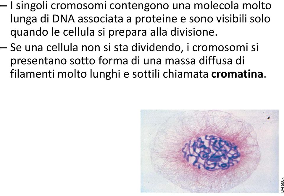 Se una cellula non si sta dividendo, i cromosomi si presentano sotto forma