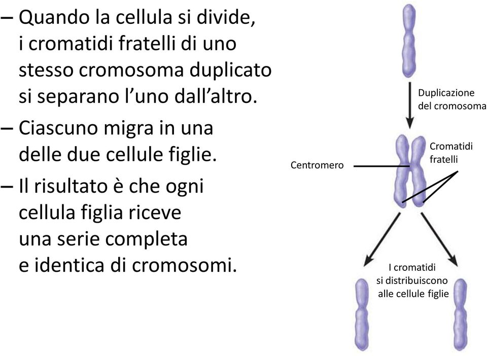 Il risultato è che ogni cellula figlia riceve una serie completa e identica di cromosomi.