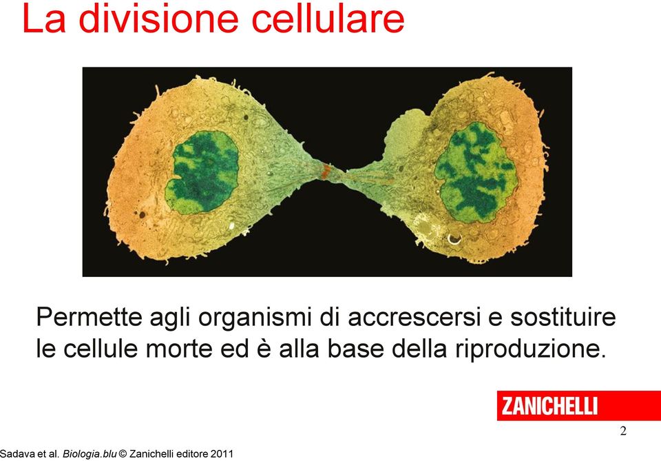 cellule morte ed è alla base della