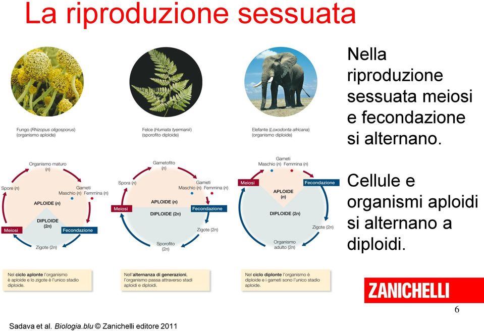 Cellule e organismi aploidi si alternano a