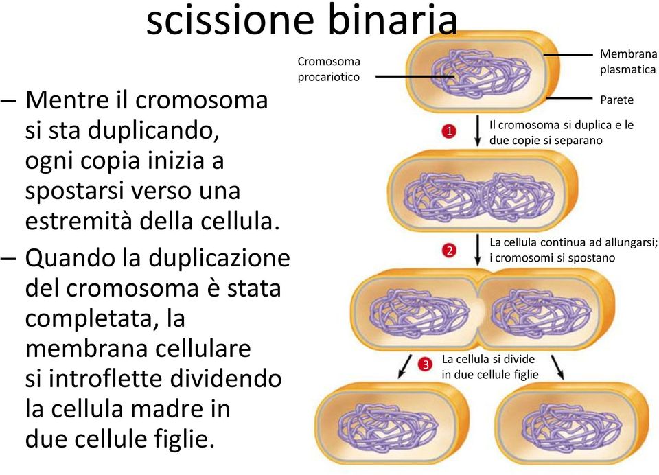 Quando la duplicazione del cromosoma è stata completata, la membrana cellulare si introflette dividendo la cellula