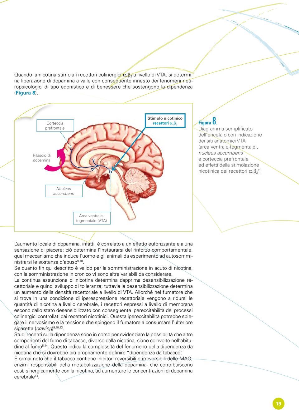 Diagramma semplificato dell encefalo con indicazione dei siti anatomici VTA (area ventrale-tegmentale), nucleus accumbens e corteccia prefrontale ed effetti della stimolazione nicotinica dei