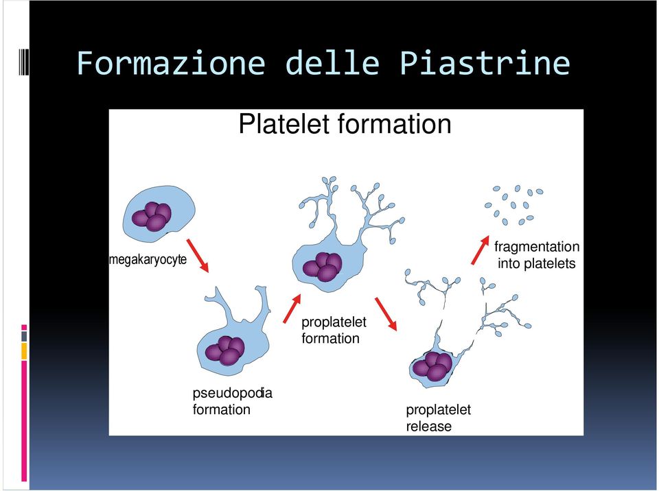 into platelets proplatelet formation