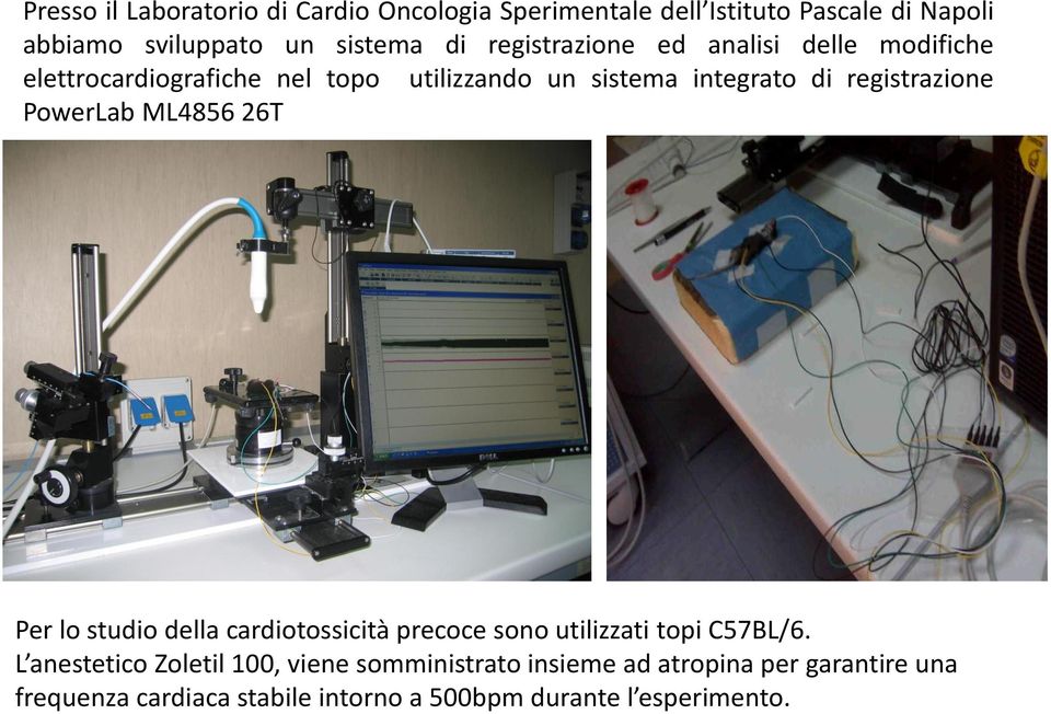 PowerLab ML4856 26T Per lo studio della cardiotossicità precoce sono utilizzati topi C57BL/6.