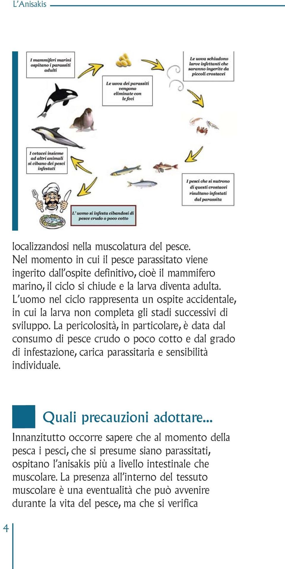 L uomo nel ciclo rappresenta un ospite accidentale, in cui la larva non completa gli stadi successivi di sviluppo.