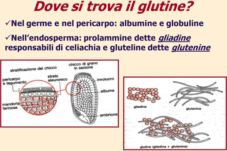 globuline Nell endosperma: prolammine