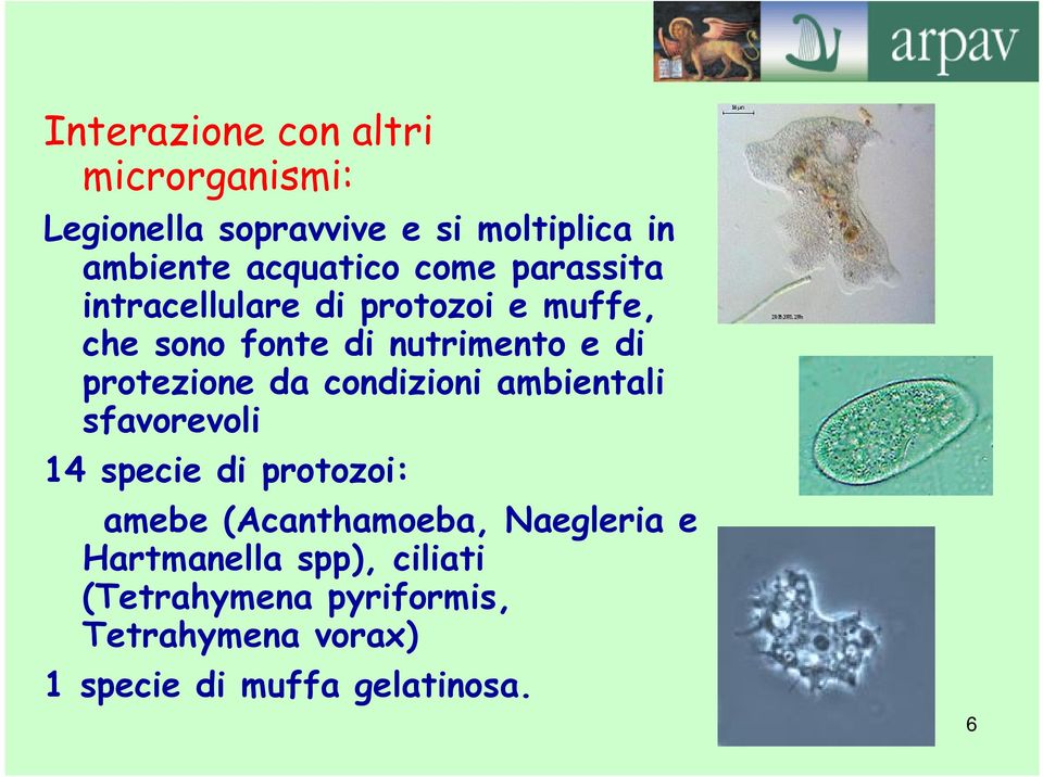 da condizioni ambientali sfavorevoli 14 specie di protozoi: amebe (Acanthamoeba, Naegleria e