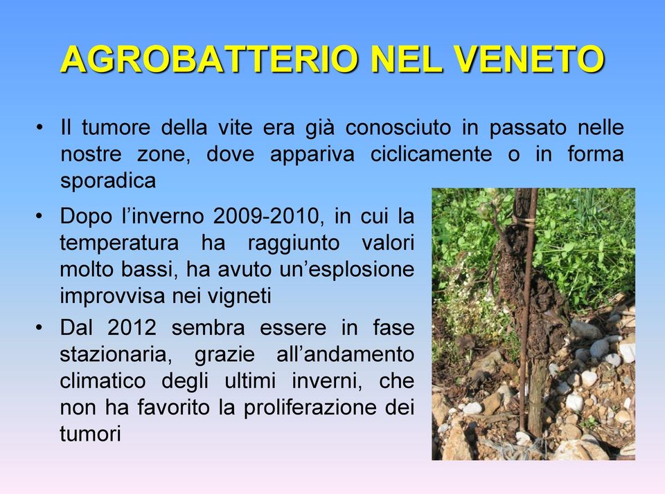 valori molto bassi, ha avuto un esplosione improvvisa nei vigneti Dal 2012 sembra essere in fase