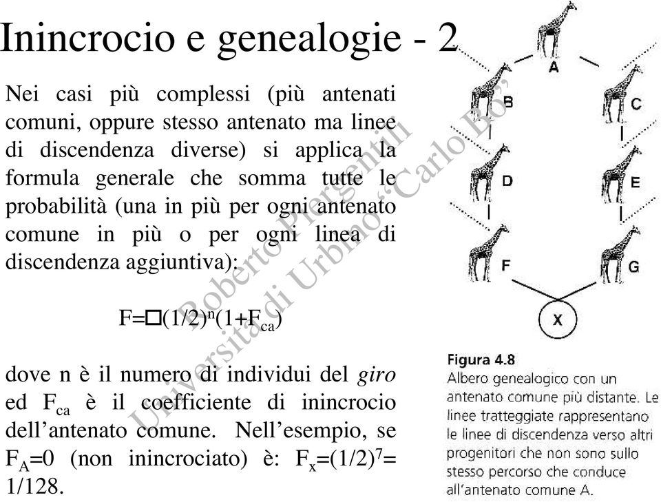 comune in più o per ogni linea di discendenza aggiuntiva): F= (1/2) n (1+F ca ) dove n è il numero di individui del