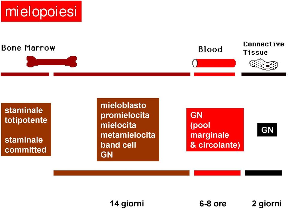 metamielocita band cell GN GN (pool