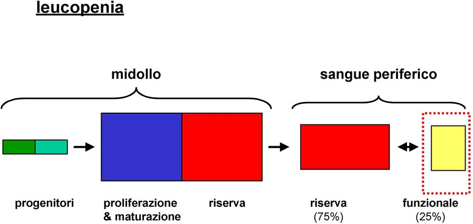 proliferazione & maturazione