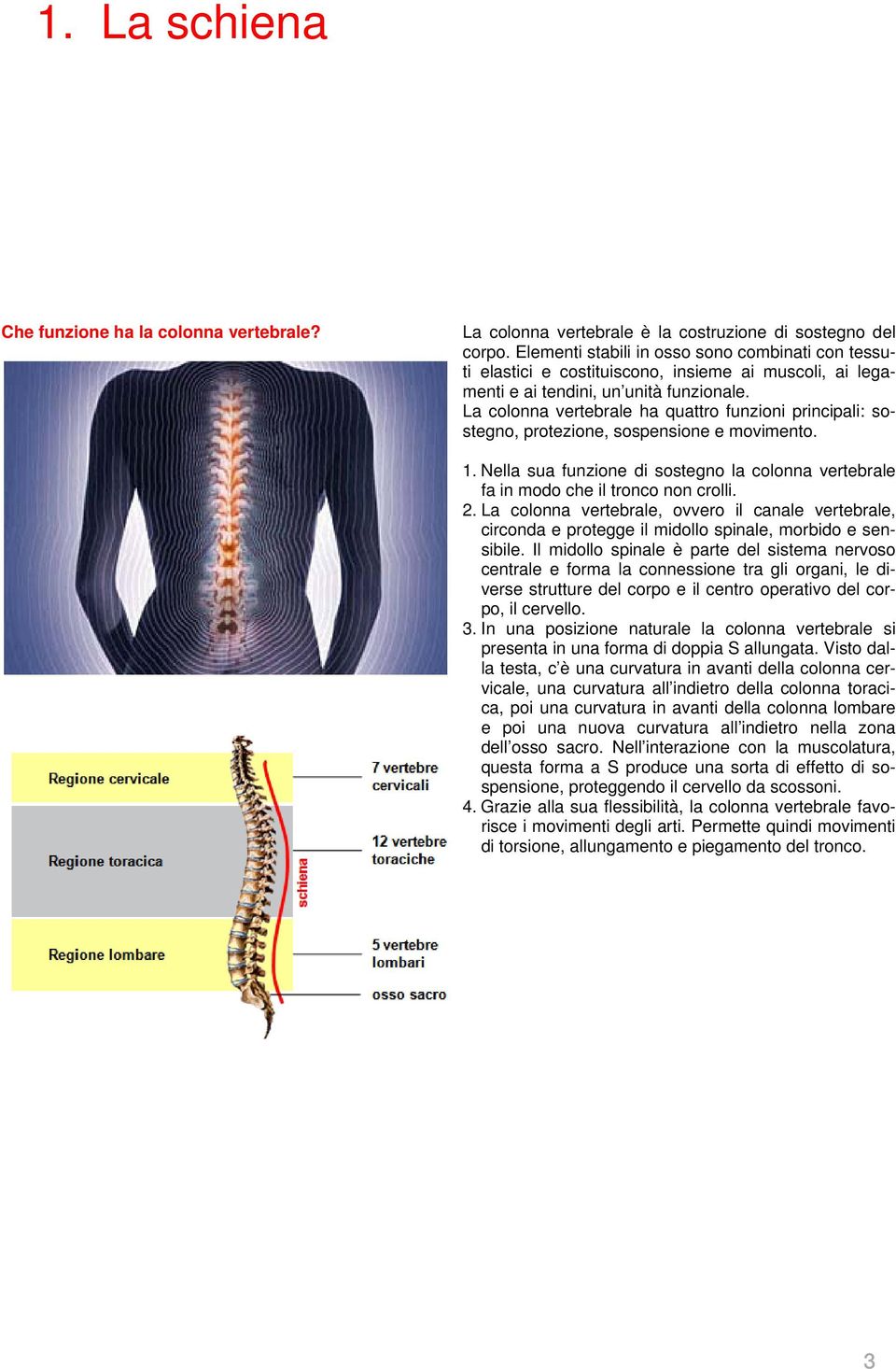 La colonna vertebrale ha quattro funzioni principali: sostegno, protezione, sospensione e movimento. 1. Nella sua funzione di sostegno la colonna vertebrale fa in modo che il tronco non crolli. 2.