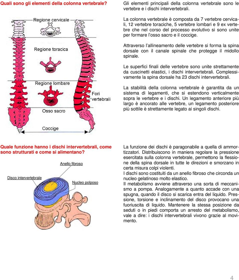 coccige. Attraverso l allineamento delle vertebre si forma la spina dorsale con il canale spinale che protegge il midollo spinale.